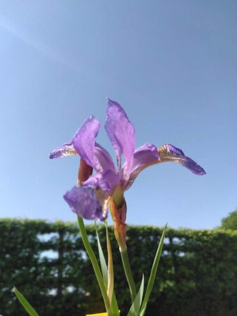 Iris sib. 'Blue King' geen maat specificatie 0,55L/P9cm - afbeelding 4