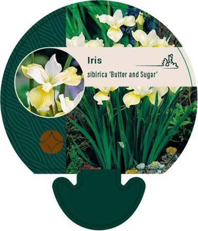 Iris sib. 'Butter and Sugar' geen maat specificatie 0,55L/P9cm - afbeelding 1