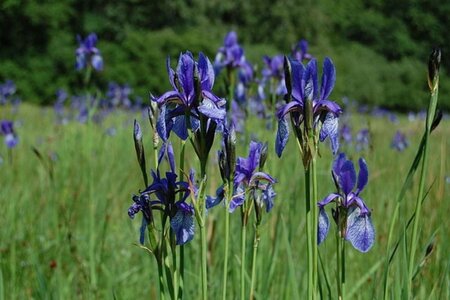 Iris sibirica geen maat specificatie 0,55L/P9cm