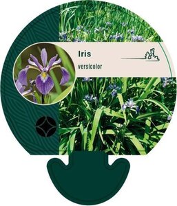 Iris versicolor geen maat specificatie 0,55L/P9cm - afbeelding 1
