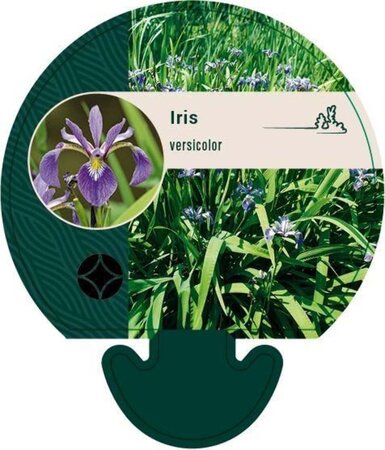 Iris versicolor geen maat specificatie 0,55L/P9cm - image 1