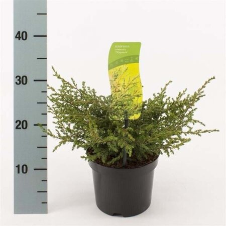 Juniperus comm. 'Repanda' 20-25 cm cont. 2,0L - afbeelding 2