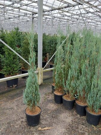 Juniperus s. 'Blue Arrow' 120-140 cm cont. 10L