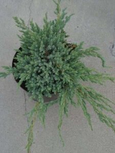 Juniperus squamata 'Blue Carpet' 30-40 cm cont. 3,0L