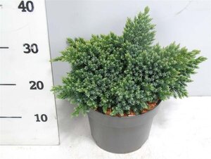 Juniperus squamata 'Blue Star' 25-30 cm cont. 5,0L - afbeelding 3