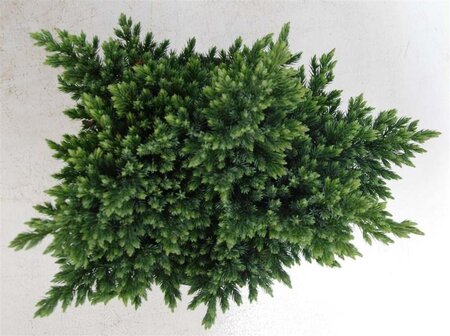Juniperus squamata 'Blue Star' 25-30 cm cont. 5,0L - afbeelding 4