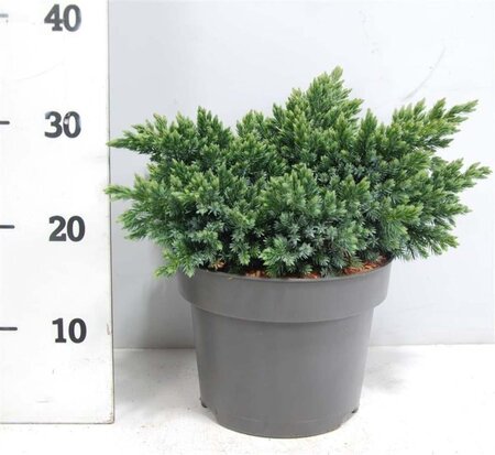 Juniperus squamata 'Blue Star' 25-30 cm cont. 5,0L - afbeelding 5