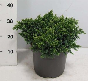 Juniperus squamata 'Blue Star' 30-40 cm cont. 7,5L - afbeelding 1