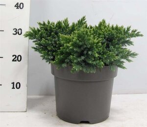 Juniperus squamata 'Blue Star' 30-40 cm cont. 7,5L - afbeelding 2