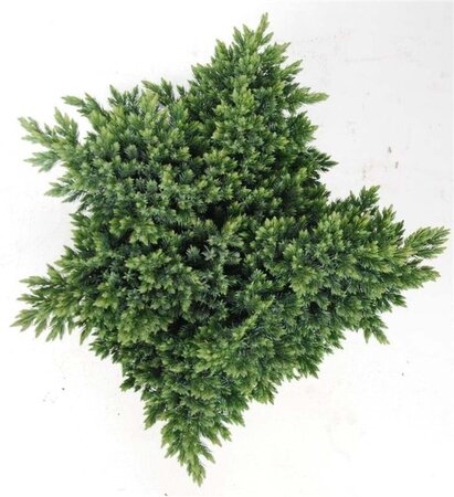 Juniperus squamata 'Blue Star' 30-40 cm cont. 7,5L - afbeelding 3
