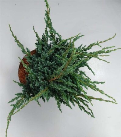 Juniperus squamata 'Meyeri' 40-50 cm cont. 7,5L - afbeelding 1