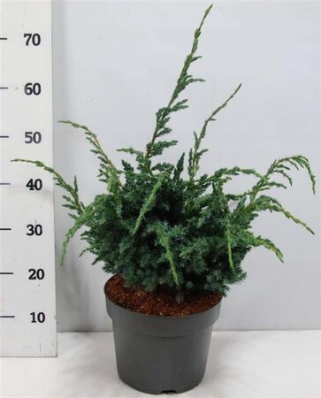 Juniperus squamata 'Meyeri' 40-50 cm cont. 7,5L - afbeelding 2