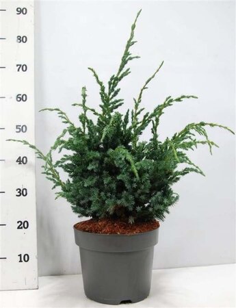 Juniperus squamata 'Meyeri' 40-50 cm cont. 7,5L - afbeelding 3