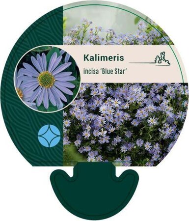 Kalimeris incisa 'Blue Star' geen maat specificatie 0,55L/P9cm - afbeelding 1