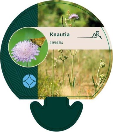 Knautia arvensis geen maat specificatie 0,55L/P9cm - afbeelding 1