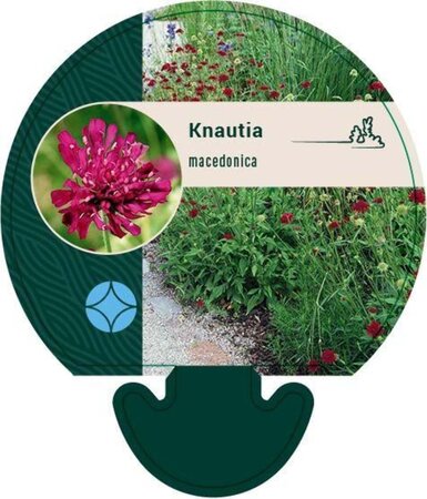 Knautia macedonica geen maat specificatie 0,55L/P9cm - afbeelding 4
