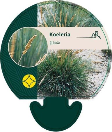 Koeleria glauca geen maat specificatie 0,55L/P9cm - afbeelding 2