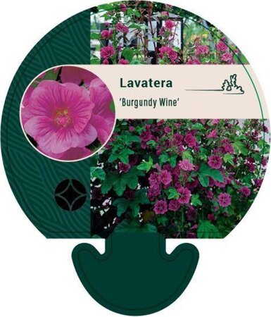 Lavatera 'Burgundy Wine' geen maat specificatie 0,55L/P9cm