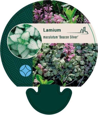 Lamium mac. 'Beacon Silver' geen maat specificatie 0,55L/P9cm - afbeelding 4