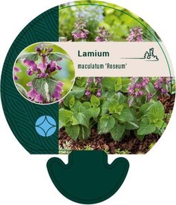 Lamium mac. 'Roseum' geen maat specificatie 0,55L/P9cm