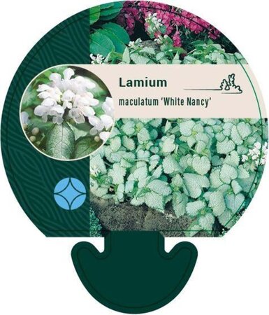 Lamium mac. 'White Nancy' geen maat specificatie 0,55L/P9cm - afbeelding 3