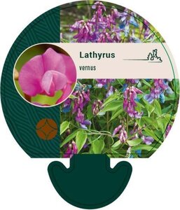 Lathyrus vernus geen maat specificatie 0,55L/P9cm - afbeelding 1