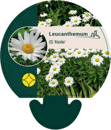 Leucanthemum (S) 'Alaska' geen maat specificatie 0,55L/P9cm - afbeelding 1