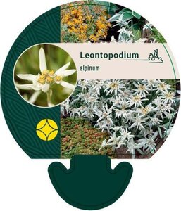 Leontopodium alpinum geen maat specificatie 0,55L/P9cm - afbeelding 4