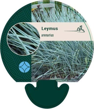 Leymus arenarius geen maat specificatie 0,55L/P9cm - afbeelding 2