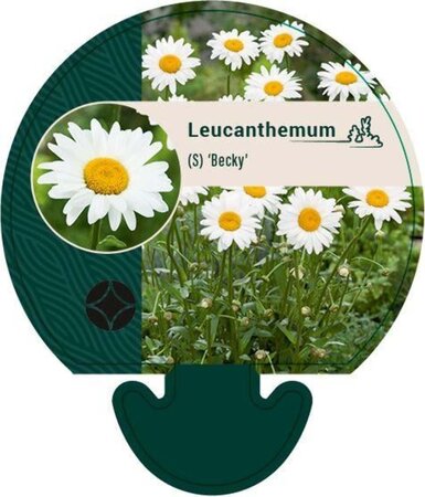 Leucanthemum (S) 'Becky' geen maat specificatie 0,55L/P9cm - afbeelding 2