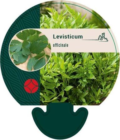 Levisticum officinale geen maat specificatie 0,55L/P9cm - image 3