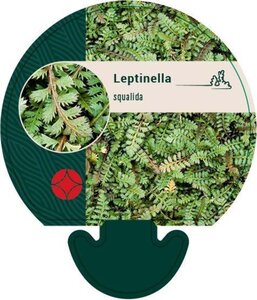 Leptinella squalida geen maat specificatie 0,55L/P9cm - afbeelding 4
