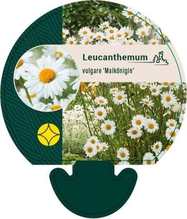 Leucanthemum vulgare 'Maikönigin' geen maat specificatie 0,55L/P9cm - afbeelding 2