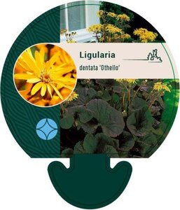 Ligularia d. 'Othello' geen maat specificatie 0,55L/P9cm - afbeelding 1