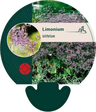 Limonium latifolium geen maat specificatie 0,55L/P9cm