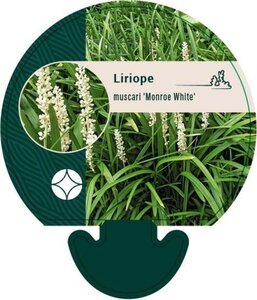 Liriope muscari 'Monroe White' geen maat specificatie 0,55L/P9cm - afbeelding 2