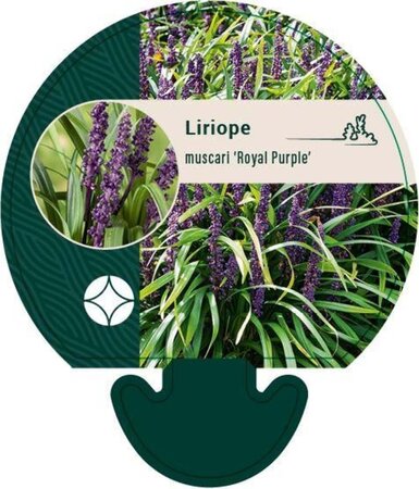 Liriope muscari 'Royal Purple' geen maat specificatie 0,55L/P9cm - afbeelding 1
