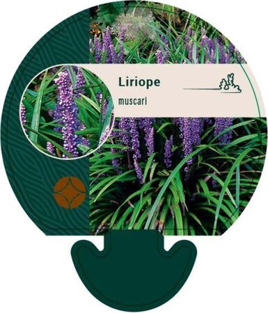 Liriope muscari geen maat specificatie 0,55L/P9cm - afbeelding 2