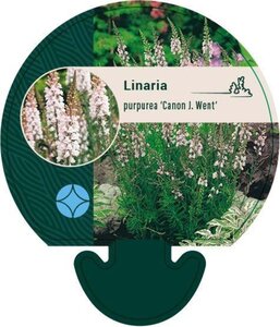 Linaria purpurea 'Canon J. Went' geen maat specificatie 0,55L/P9cm