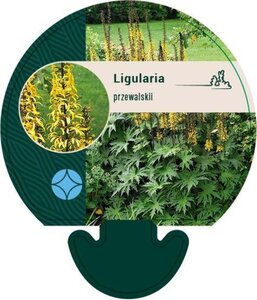 Ligularia przewalskii geen maat specificatie 0,55L/P9cm