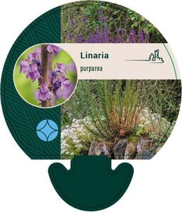 Linaria purpurea geen maat specificatie 0,55L/P9cm - afbeelding 2