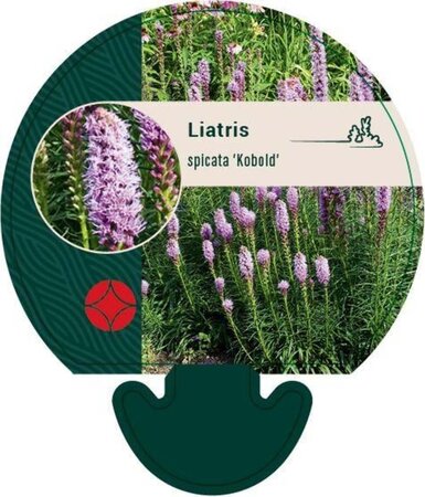 Liatris spicata 'Kobold' geen maat specificatie 0,55L/P9cm