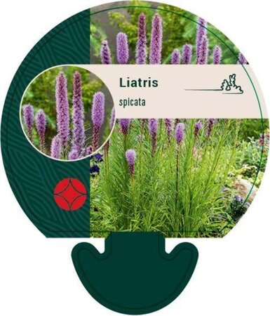 Liatris spicata geen maat specificatie 0,55L/P9cm - afbeelding 3
