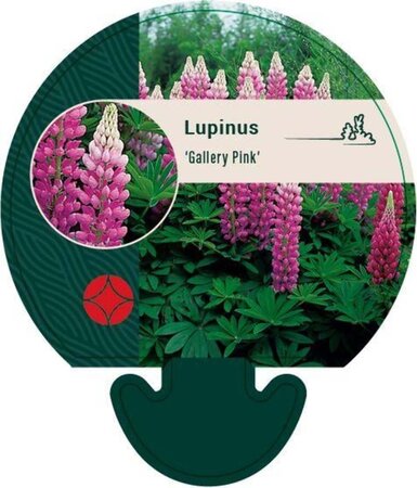 Lupinus 'Gallery Pink' geen maat specificatie 0,55L/P9cm - afbeelding 2