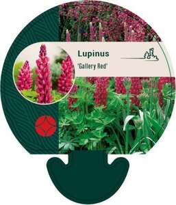 Lupinus 'Gallery Red' geen maat specificatie 0,55L/P9cm - afbeelding 1