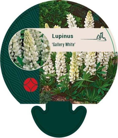Lupinus 'Gallery White' geen maat specificatie 0,55L/P9cm - afbeelding 2