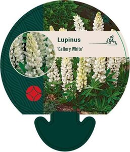 Lupinus 'Gallery White' geen maat specificatie 0,55L/P9cm - afbeelding 2