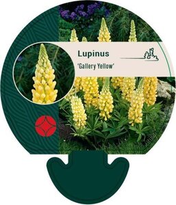 Lupinus 'Gallery Yellow' geen maat specificatie 0,55L/P9cm - afbeelding 2