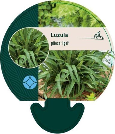 Luzula pilosa 'Igel' geen maat specificatie 0,55L/P9cm - afbeelding 2