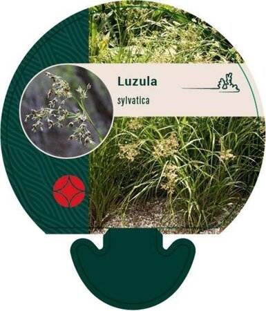 Luzula sylvatica geen maat specificatie 0,55L/P9cm - afbeelding 3